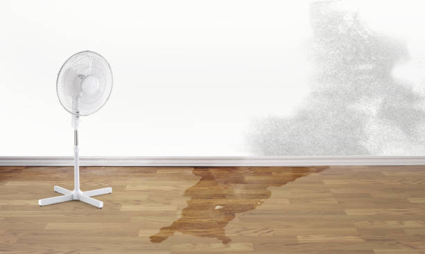 Best Professional water damage repair  in West Mayfield, PA